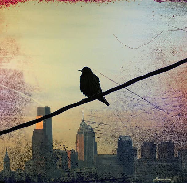 Птичка на проводе, или вольное эссе о потребительской духовности