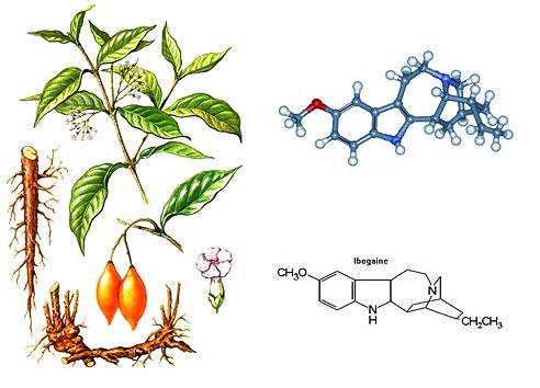 ibogaine-sketch